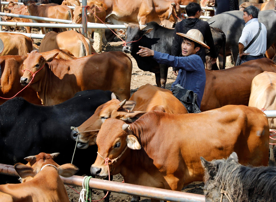 Những con bò được mang bán tại chợ Nghiên Loan, Pắc Nặm. (Ảnh: Trần Việt/ TTXVN)