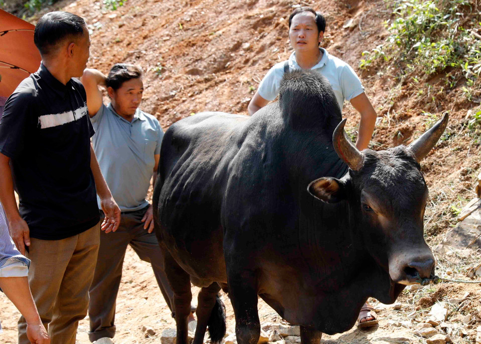 Thương lượng giá một chú bò mộng tại chợ Nghiên Loan. (Ảnh: Trần Việt/TTXVN)