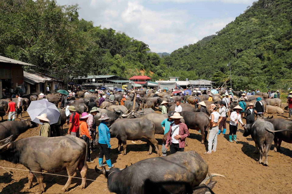 Tấp nập khu mua bán trâu tại chợ Nghiên Loan, Pắc Nặm. (Ảnh: Trần Việt/ TTXVN)