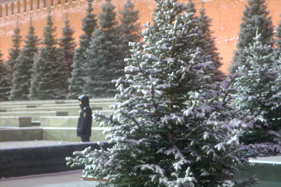 Rặng cây thông bên tường thành Kremlin được phủ trong tuyết. (Ảnh: Trần Hiếu/Vietnam+)