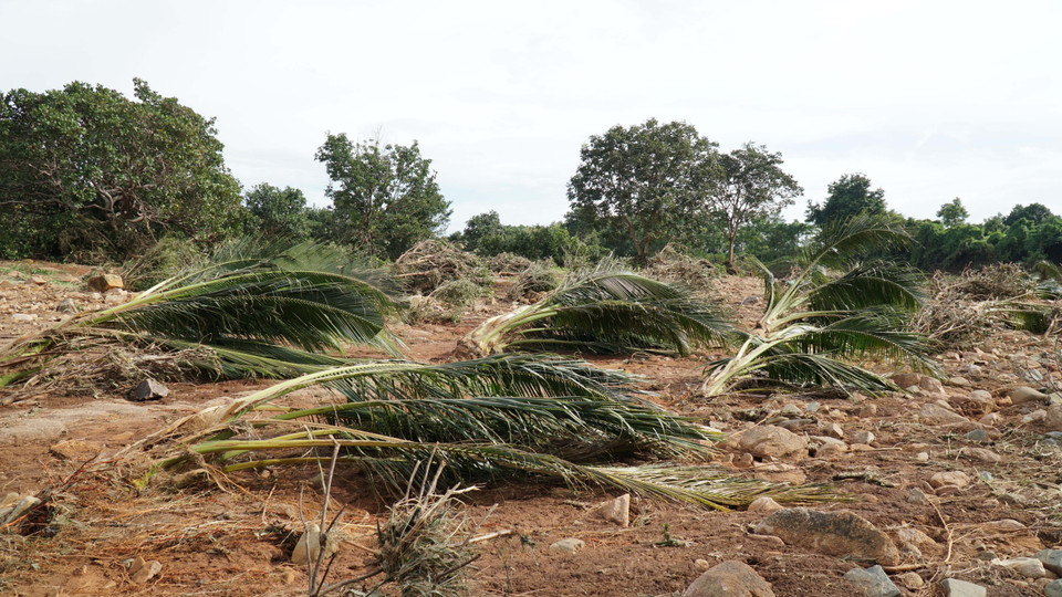 Các loại cây trồng bị thiệt hại chủ yếu là càphê, tiêu, điều, chuối, dừa… (Ảnh: Hoài Nam/TTXVN)