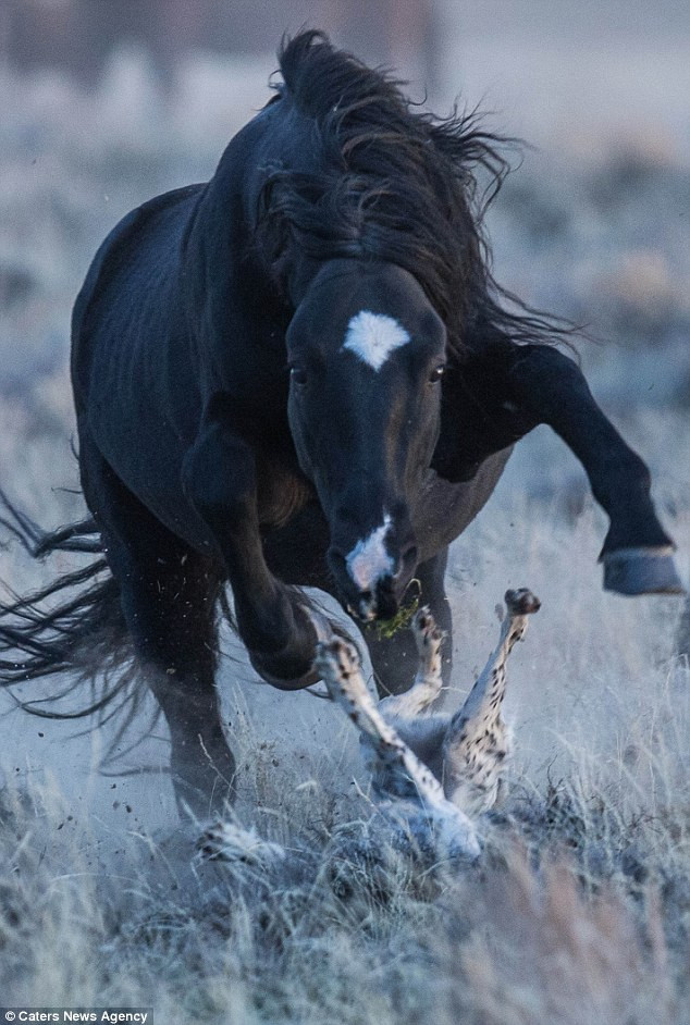 ''Tôi cảm thấy thực sự sợ hãi khi chứng kiến cảnh tượng đó và không thể làm được gì để giúp cho Maggie'' - Palmer cho hay. (Nguồn: Caters News Agency)