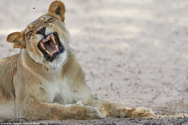 Con sư tử ngày càng tỏ ra khó chịu khi nhiệt độ lên tới 40 độ C. (Nguồn: Barcroft Media)