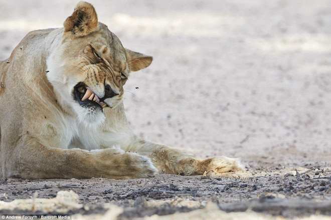 Tuy nhiên, nó lại càng làm những con ong bị kích động. (Nguồn: Barcroft Media)