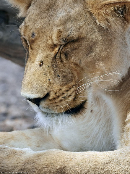 Những tiếng vo ve của đàn ong khiến sư tử phát cáu. (Nguồn: Barcroft Media)