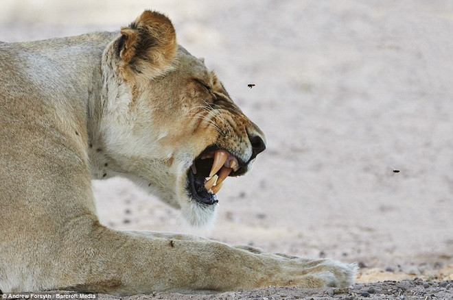 Con sư tử gầm gừ để dọa đàn ong. (Nguồn: Barcroft Media)