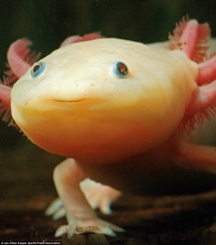 Kỳ nhông Axolotl