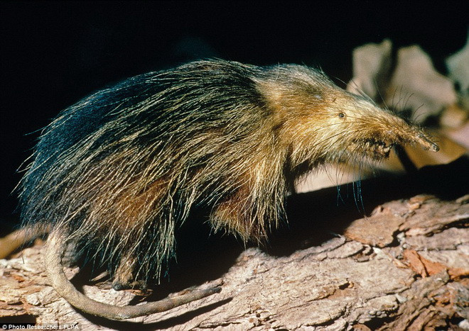  Giống chuột Cuban solenondon