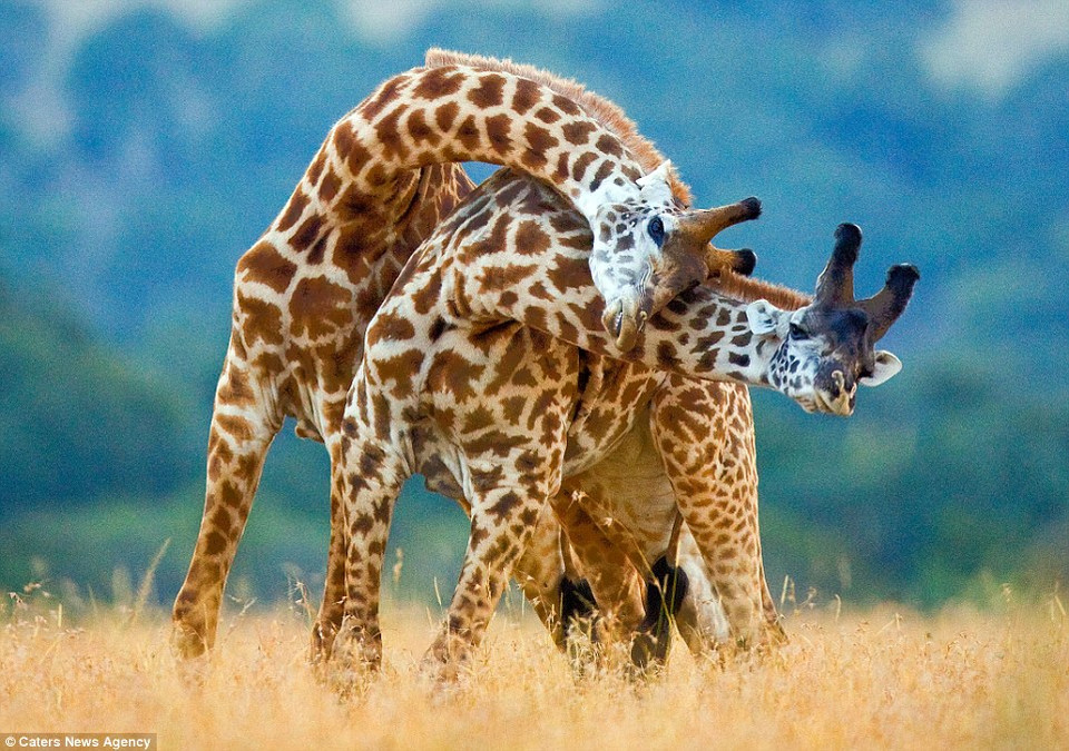 "Cuộc chiến trên có thể kéo dài vài phút hoặc đến vài giờ", Gudkov cho biết thêm. (Nguồn: Caters News Agency)