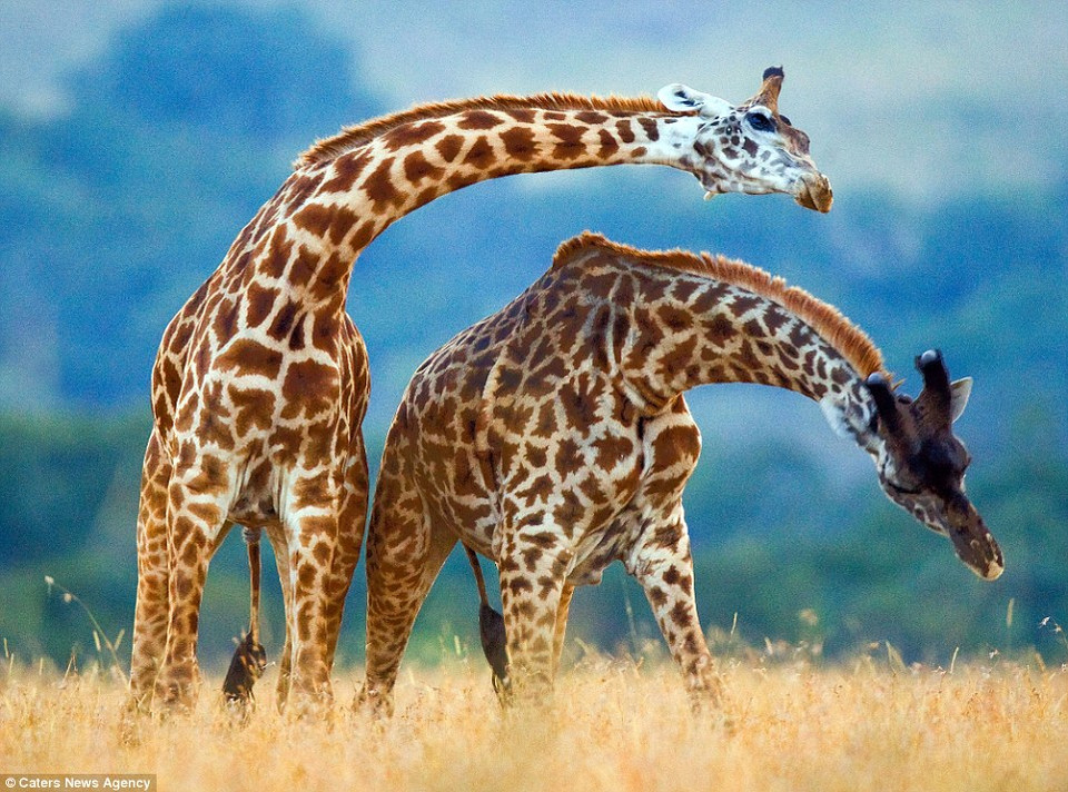 "Nhìn bên ngoài hai con hươu cao cổ như đang khiêu vũ nhưng thực ra hai con hươu cao cổ đang đánh nhau để chứng minh mình là mạnh nhất đàn", Gudkov chia sẻ. (Nguồn: Caters News Agency)