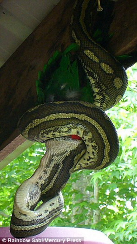 Phải mất khoảng một tiếng đồng hồ, chú trăn mới khuất phục được con mồi. (Nguồn: Daily Mail)