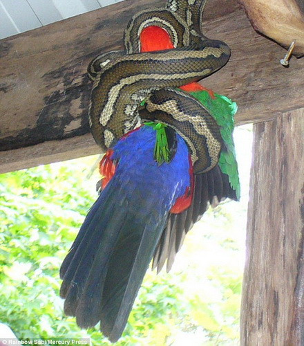 Chú trăn cố gắng siết chặt con mồi. (Nguồn: Daily Mail)