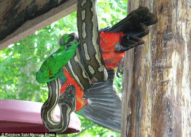 Nhận thấy con vẹt đậu gần mái nhà, chú trăn đã lao tới tấn công. (Nguồn: Daily Mail)