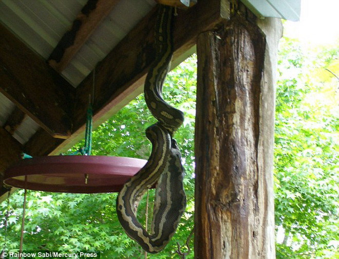 Sau khi thấy con vẹt kiệt sức, chú trăn đã quyết định nuốt chửng. (Nguồn: Daily Mail)