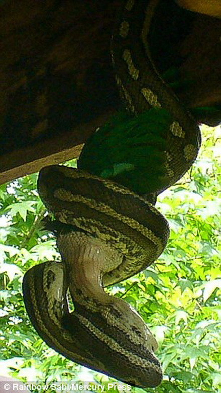 Con vẹt không thể chống cự được sức mạnh của chú trăn. (Nguồn: Daily Mail)