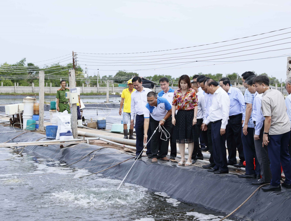 Sáng 1/7, Chủ tịch nước Nguyễn Xuân Phúc tới thăm mô hình nuôi tôm công nghệ cao-bền vững Bảy An 3 tại Trang trại CPF -combine, khu 3,2ha của Công ty Cổ phần chăn nuôi CP Việt Nam tại ấp Thạnh Thơi B, xã Thạnh Hải, huyện Thạnh Phú, tỉnh Bến Tre. (Ảnh: Thống Nhất/TTXVN)
