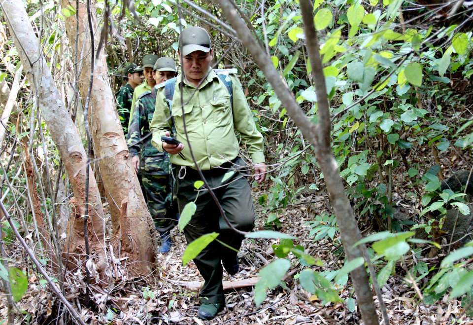 Đội tuần tra liên ngành Bảo vệ rừng, Phòng cháy chữa cháy rừng quận Sơn Trà có lực lượng nòng cốt là Hạt Kiểm lâm liên quận Sơn Trà-Ngũ Hành Sơn, Đồn Biên phòng Sơn Trà và dân quân phường Thọ Quang. (Ảnh: Quốc Dũng/TTXVN)