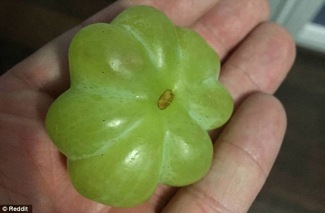 Một quả nho-bí ngô được hình thành từ một chùm nho sinh 7. (Nguồn: Dailymail)