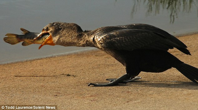 Sau khi cắp chú cá lên bờ, con chim cốc dùng hết sức để nuốt chửng miếng mồi. (Nguồn: Solent News)