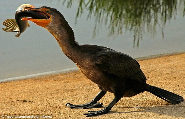 Sau khi cắp chú cá lên bờ, con chim cốc dùng hết sức để nuốt chửng miếng mồi. (Nguồn: Solent News)