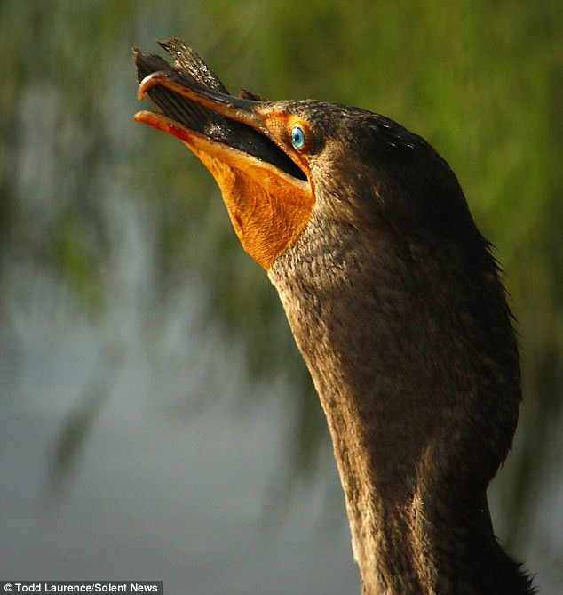 Con cá nằm gọn trong miệng của chú chim cốc ngay sau đó. (Nguồn: Solent News)