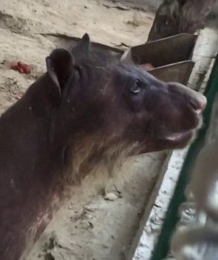 Môi trường sống tệ hại đã khiến Cholita bị rụng lông, gẫy hết răng và móng vuốt. (Nguồn: Daily Mail)