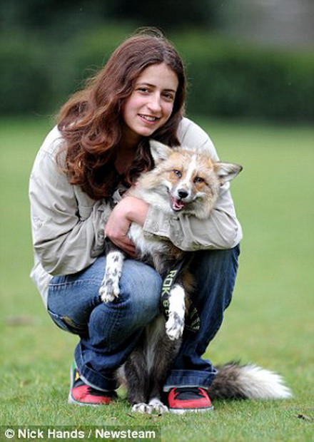 Todd thích vẫy đuôi khi thấy người chủ của mình, chơi đồ chơi. (Nguồn: Daily Mail)