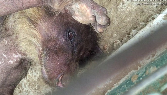 Cholita đã bị các nhân viên ở rạp xiếc nhốt trong một chiếc cũi vuông dài khoảng 1,5m.(Nguồn: Daily Mail)