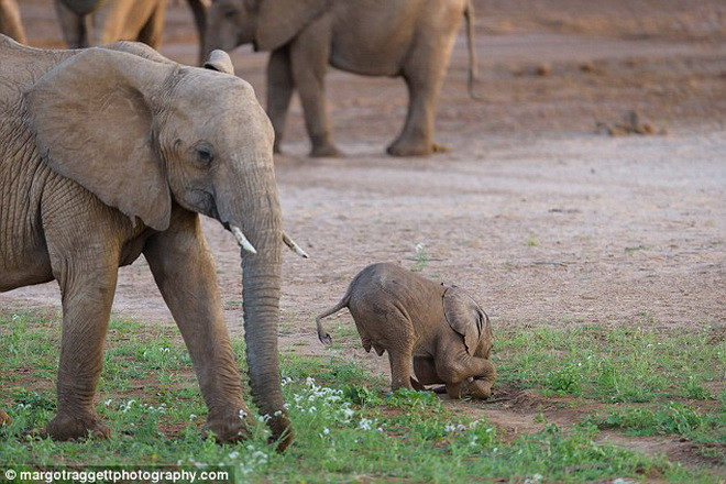 Voi con chán nản khi liên tục vấp ngã. (Nguồn: Daily Mail)