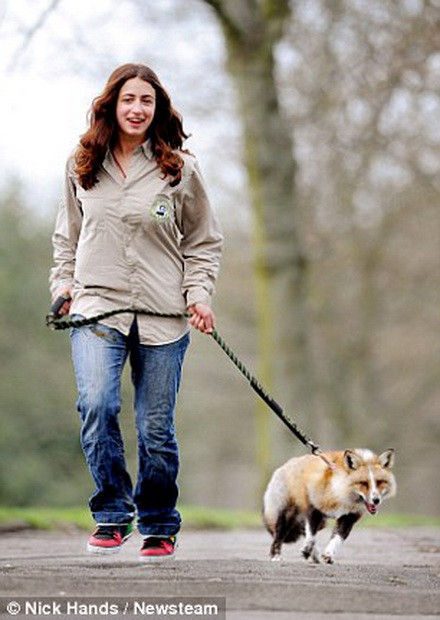 Bên cạnh đó, Todd thích chơi cùng những con chó khác và vẫy đuôi khi được cho ăn. (Nguồn: Daily Mail)