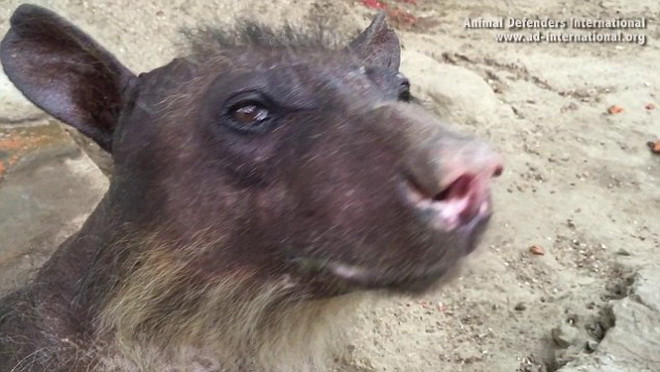 Môi trường sống tệ hại đã khiến Cholita bị rụng lông, gẫy hết răng và móng vuốt. (Nguồn: Daily Mail)