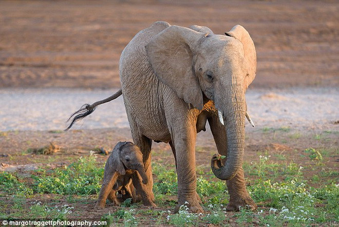 Chú voi con một tuần tuổi tập đi rất vất vả. (Nguồn: Daily Mail)