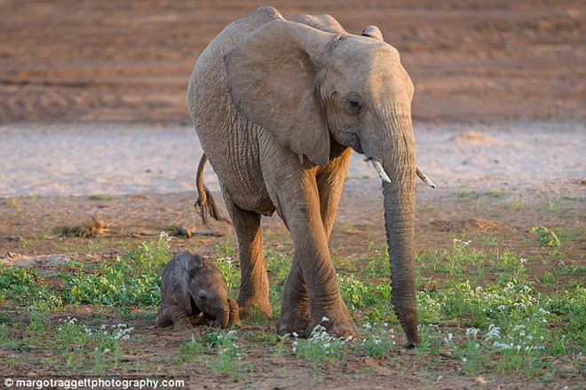 Voi mẹ theo sát voi con bởi nó lo lắng con mình có thể trở thành miếng mồi ngon cho những kẻ săn mồi. (Nguồn: Daily Mail)