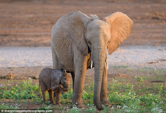 Chú voi con một tuần tuổi tập đi rất vất vả. (Nguồn: Daily Mail)