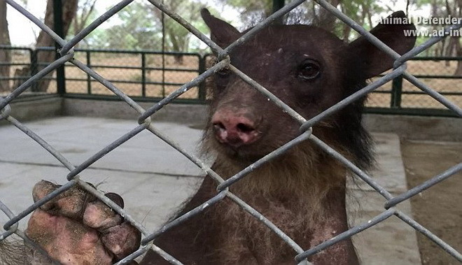 Chú gấu đáng thương có tên là Cholita. (Nguồn: Daily Mail)