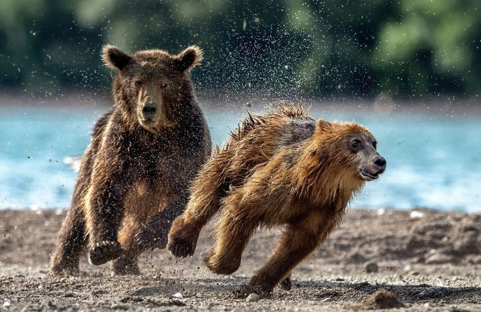 Cuộc đua săn mồi giữa các chú gấu nâu. (Nguồn: NatGeo)