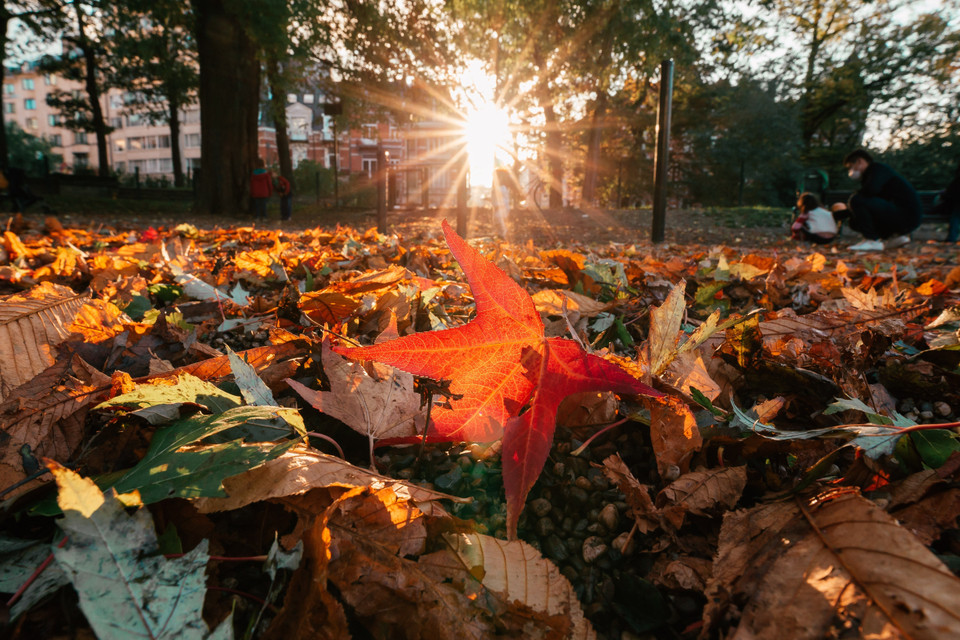 Thảm lá rụng vào mùa Thu trong công viên ở Brussels, Bỉ, ngày 23/10/2020. (Nguồn: THX/TTXVN)