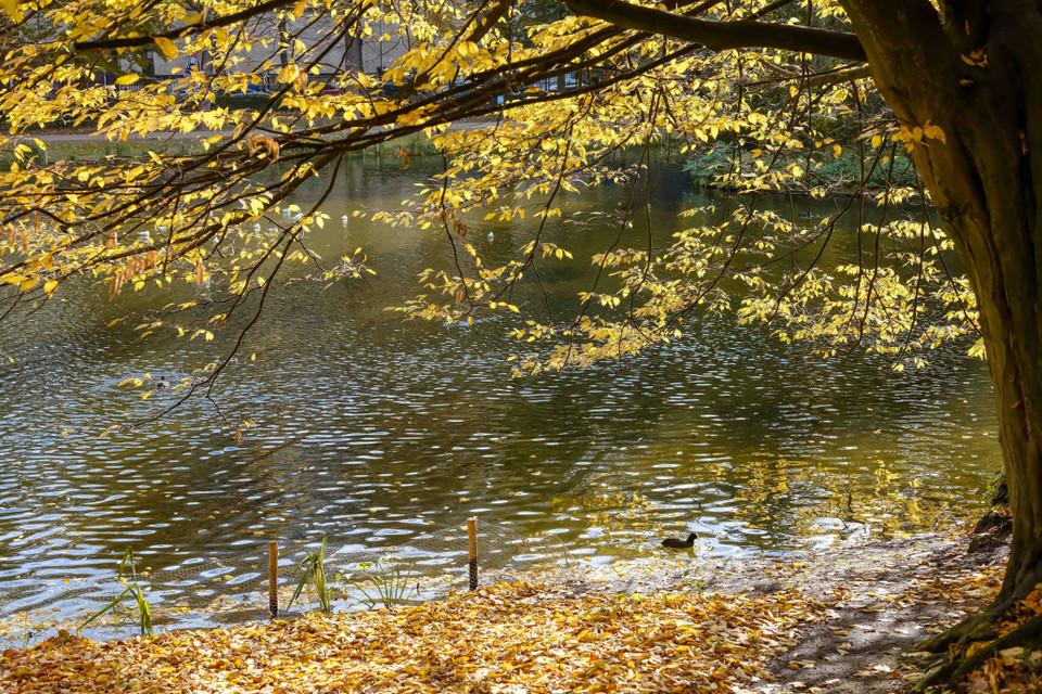 Cảnh đẹp mùa Thu trong công viên Leopold ở Brussels, Bỉ, ngày 26/10/2020. (Nguồn: THX/TTXVN)