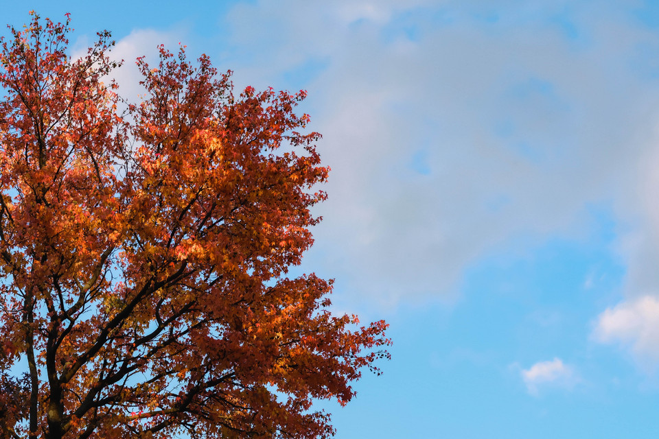 Lá phong được nhuộm đỏ vào mùa Thu tại Brussels, Bỉ, ngày 24/10/2020. (Nguồn: THX/TTXVN)