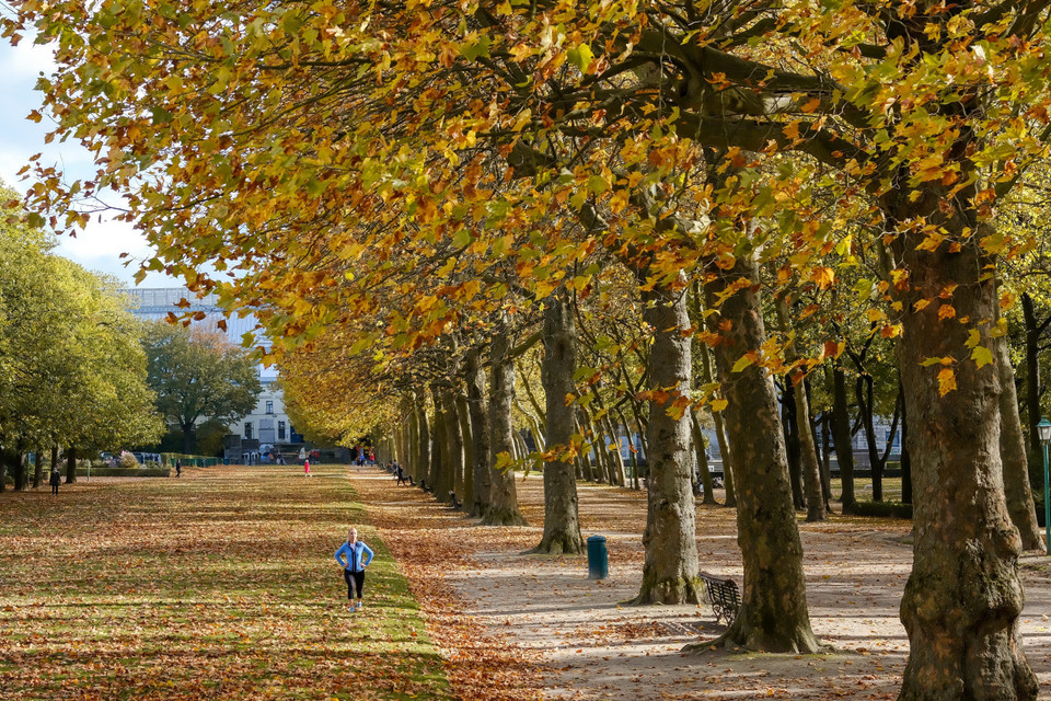 Lá vàng phủ kín trong công viên ở Brussels, Bỉ, ngày 26/10/2020. (Nguồn: THX/TTXVN)