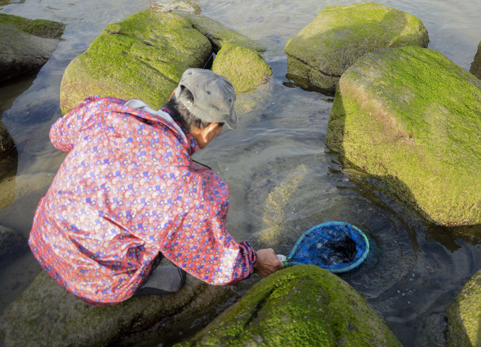 Mứt biển (rong biển) được người dân hái bằng cách dùng mảnh kim loại mỏng cào sát vào đá. (Ảnh: Văn Dũng/TTXVN)
