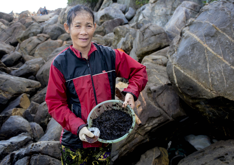 Khoảng tháng 10, sau những đợt mưa kéo dài, mứt biển bắt đầu mọc trên các rạn đá, người dân vào mùa thu hái. (Ảnh: Văn Dũng/TTXVN)
