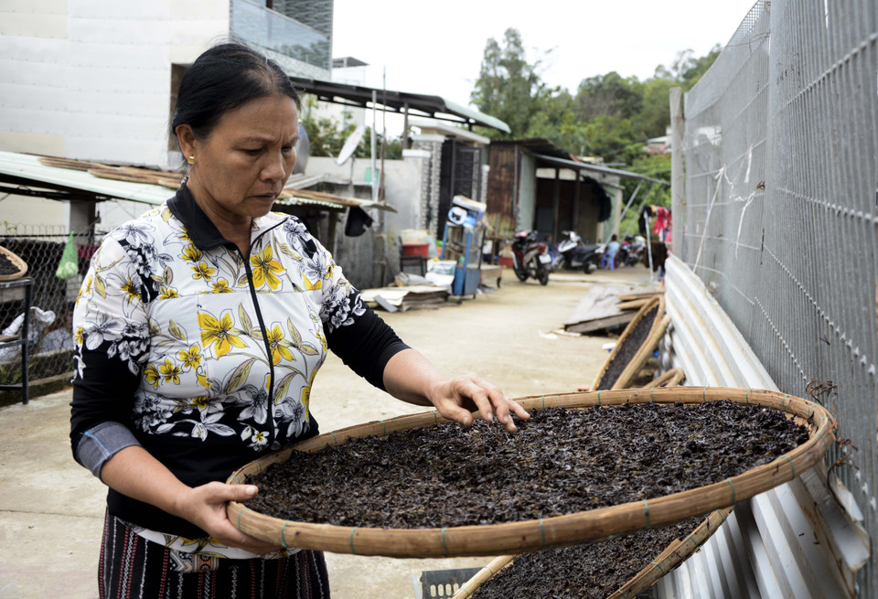 Mứt biển sau khi thu hoạch được đem phơi khô.(Ảnh: Văn Dũng/TTXVN)