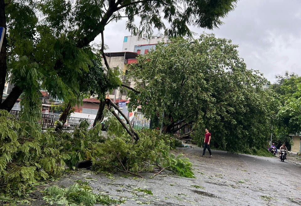 Cây đổ la liệt trên phố Võ Thị Sáu. (Nguồn: Vietnam+)