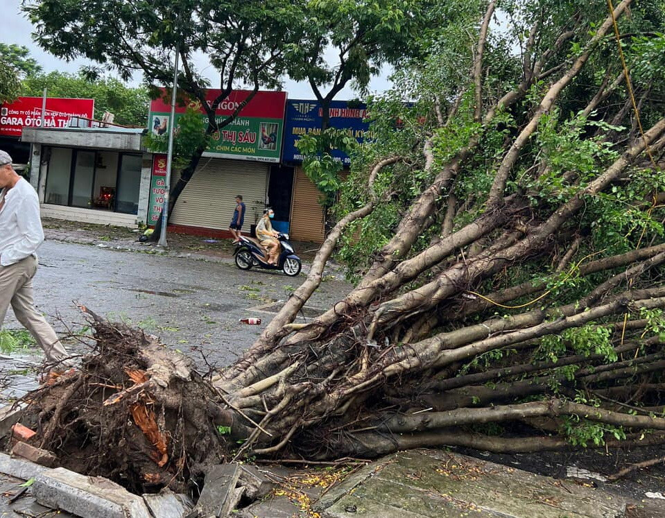 Cây đổ trên phố Võ Thị Sáu. (Nguồn: Vietnam+)