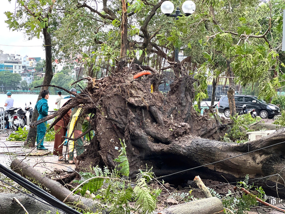 Cây đổ trên đường Thanh Niên (quận Tây Hồ). (Nguồn: Vietnam+)