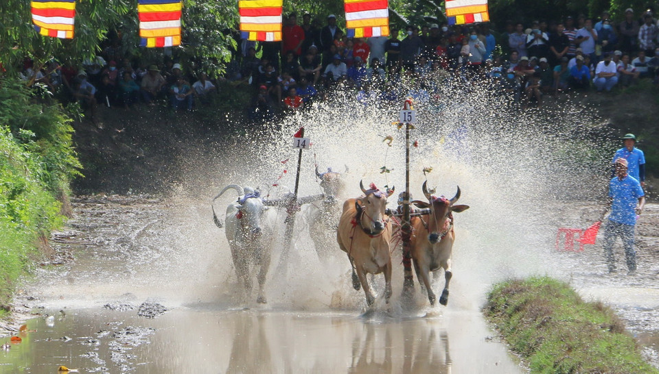 Các đôi bò so kè quyết liệt ở vòng thả, với quyết tâm giành kết quả tốt nhất. (Ảnh: Công Mạo/TTXVN)