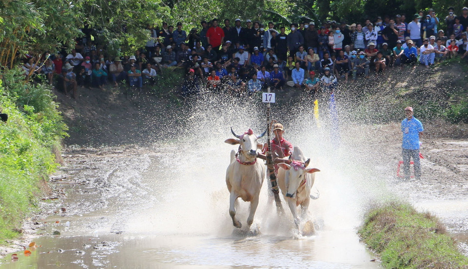 Bắt đầu vòng thả, các đôi bò bứt hết tốc độ để về đích. (Ảnh: Công Mạo/TTXVN)