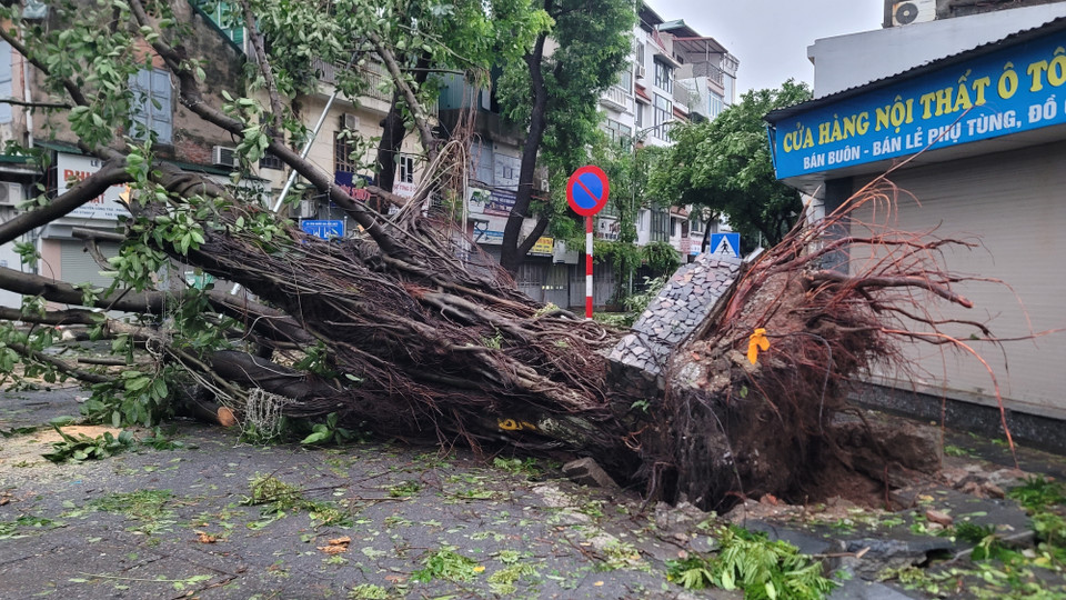 Nhiều cây cổ thụ bật gốc do ảnh hưởng của bão số 3 trên đường phố Hà Nội. (Ảnh: Phương Anh/TTXVN)