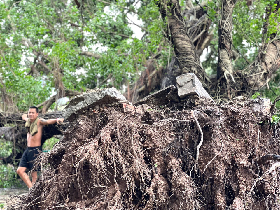 Cây cổ thụ đổ trước nhà hàng Bánh tôm Hồ Tây. (Nguồn: Vietnam+)